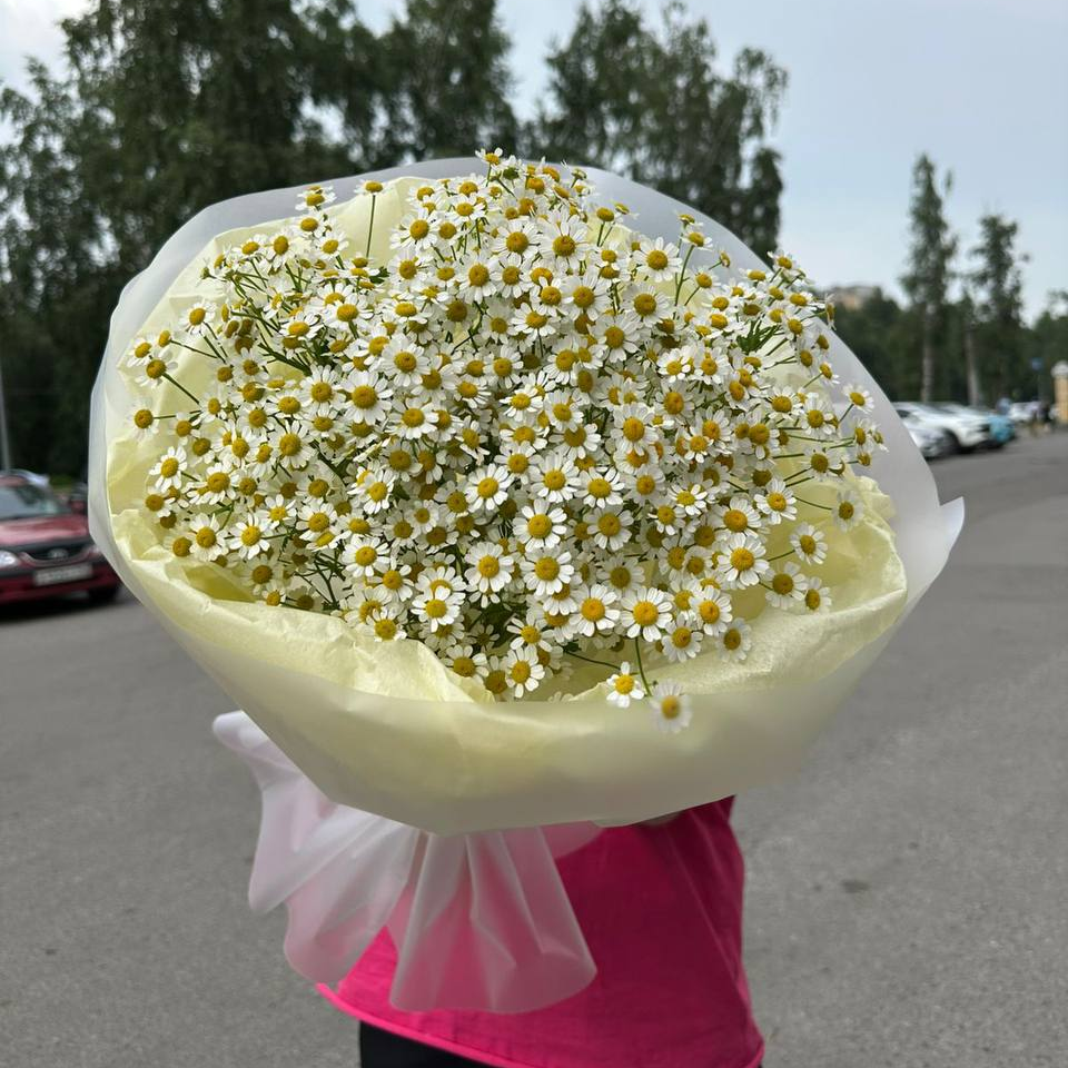Танасетум 032
