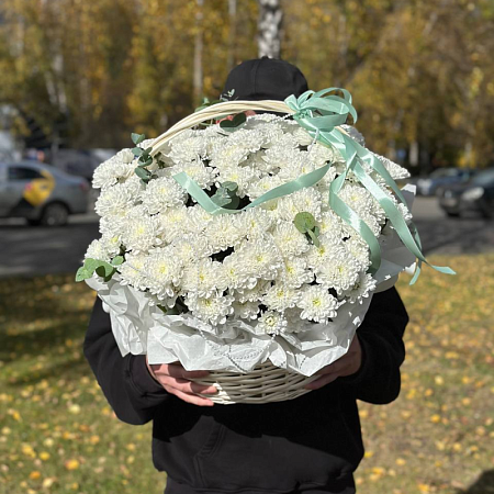 Большая корзина хризантем