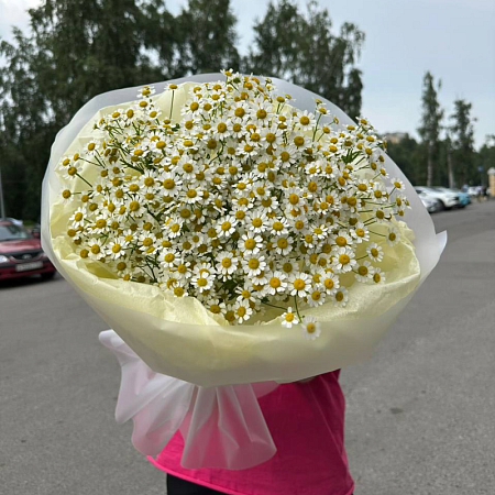 Танасетум 032