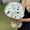 5 ромашковых хризантем